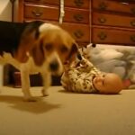 Βίντεο Σκύλος συναντά μωρό για πρώτη φορά. Δείτε πως αντιδρά